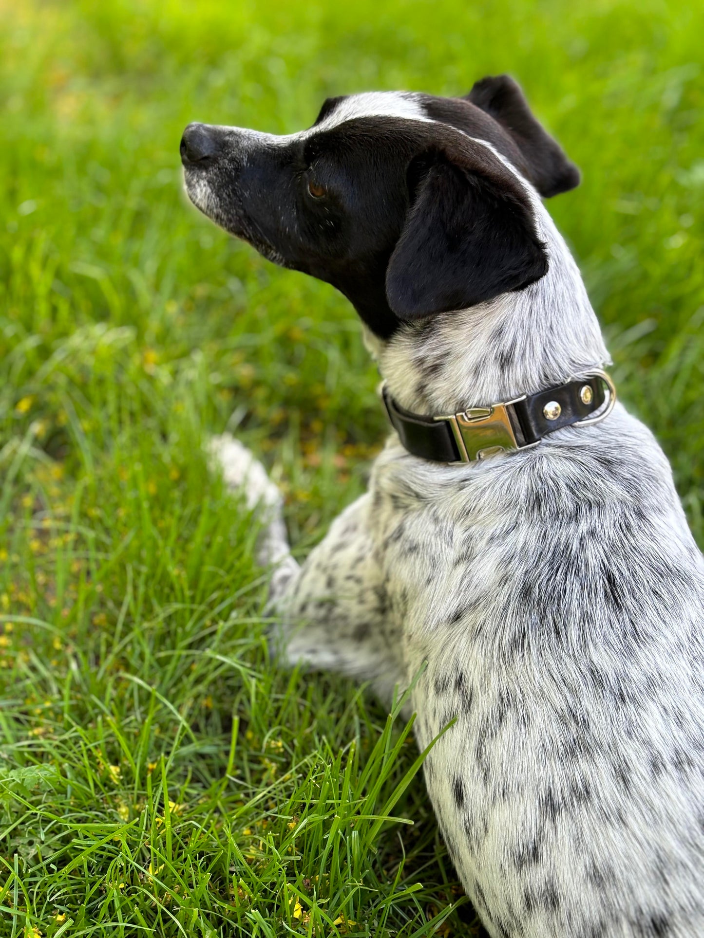 Dog wearing luxury black leather collar with silver buckle, relaxing on grass, highlighting elegant craftsmanship.