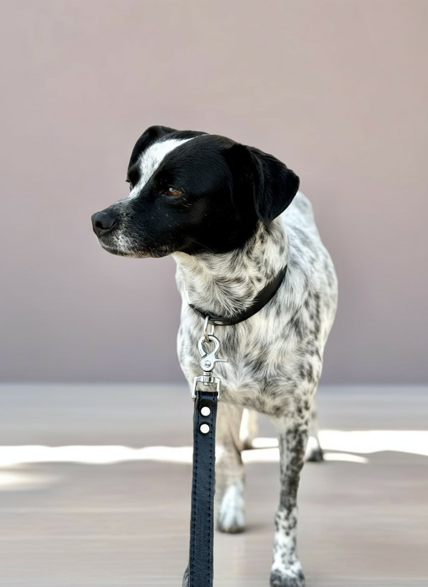 Matching luxury black leather dog collar and leash set with silver hardware for stylish walks.