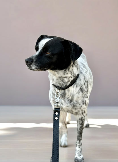 Matching luxury black leather dog collar and leash set with silver hardware for stylish walks.