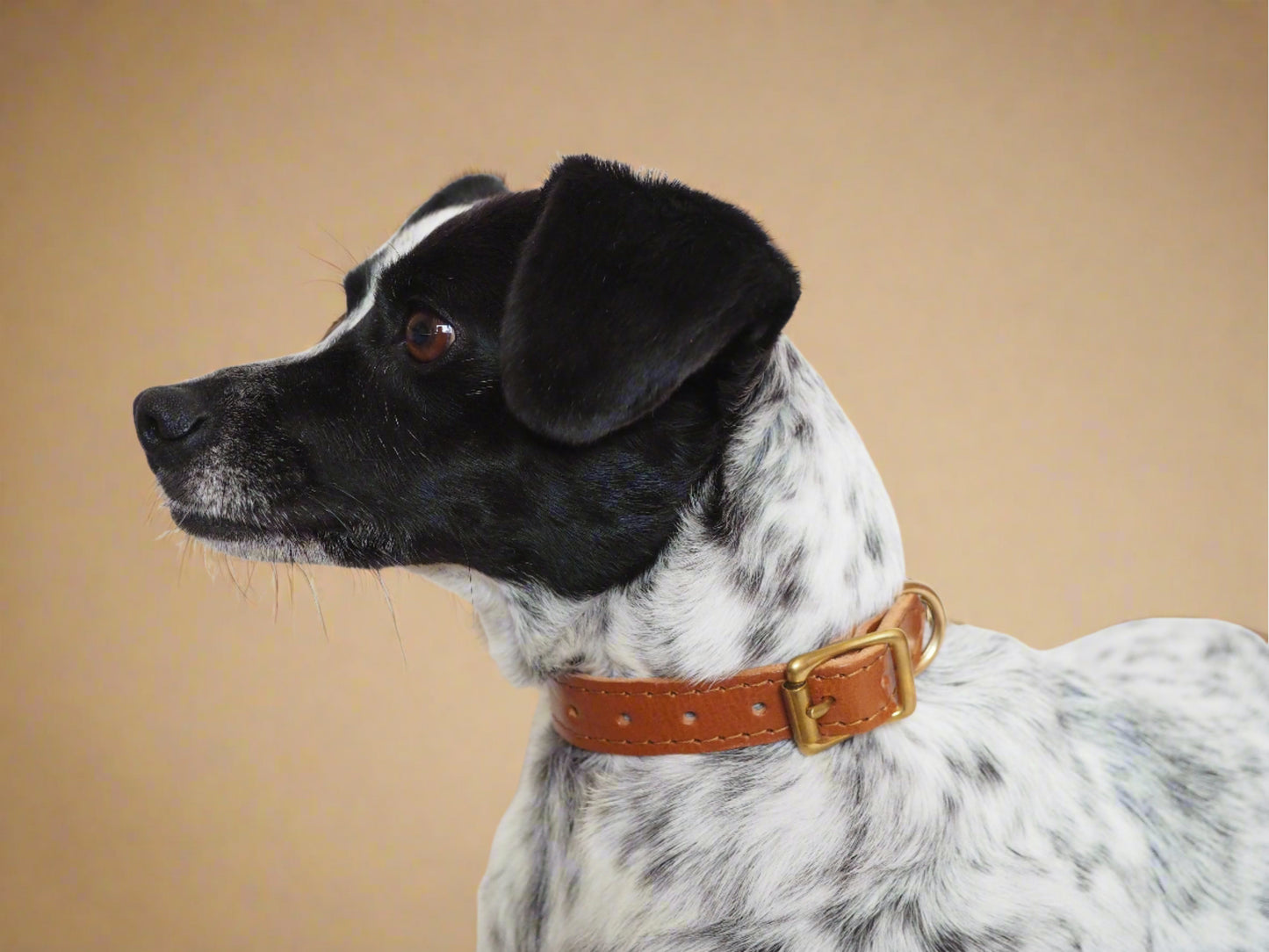 Dog wearing luxury caramel leather collar with golden brass hardware against a neutral background, radiating sophistication and style.